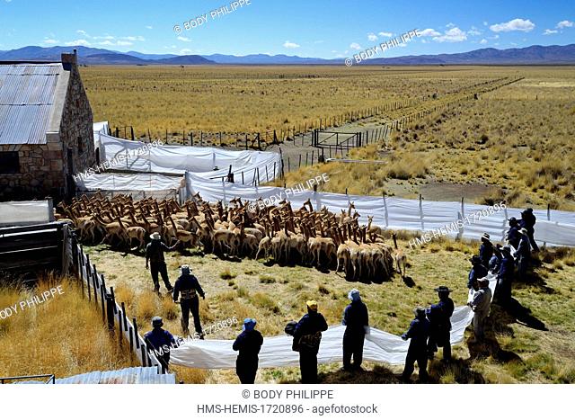Argentina, Province of Ju Juy, Abra Pampa, capturing Vicugnas (Vicugna vicugna) - for shearing by Intha workers
