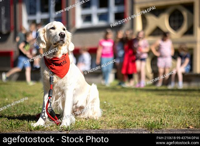 17 June 2021, Thuringia, Nessetal OT Warza: The four-year-old golden retriever ""Nanni"", who is used as a school dog, sits in front of the Goldbach State...