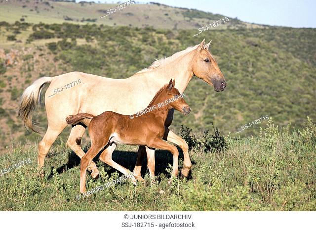 Nooitgedacht Pony. Palomino mare with foal trotting on a pasture. South Africa