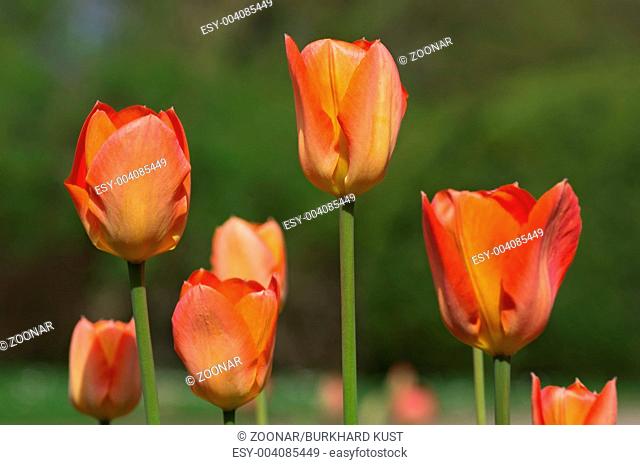 Orange-red tulips