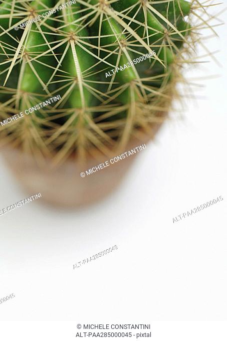 Cactus, high angle view