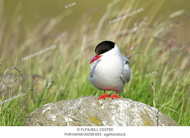 Arctic Tern (Sterna paradisea) adult, breeding plumage, standing on rock, Iceland, June