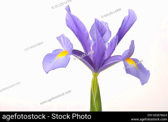 leaf iris in sword on a white background