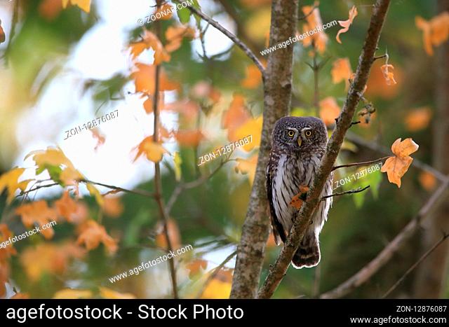 Eurasian pygmy owl-Swabian Jura, Swabian Alps, Baden-Württemberg, Germany