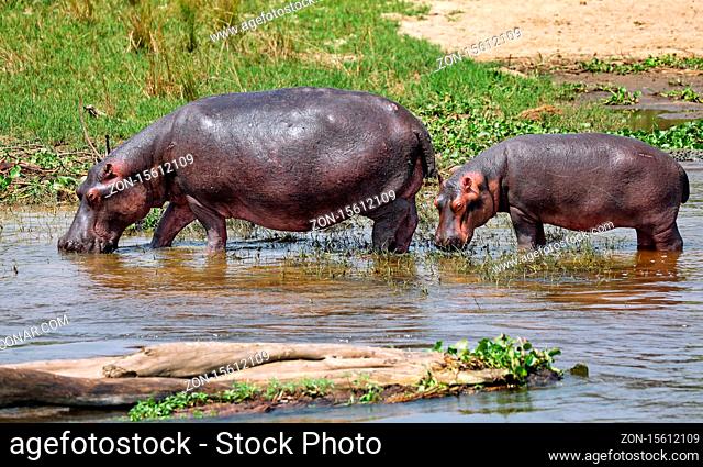 Flusspferde im Nil im Murchison Falls Nationalpark Uganda (Hippopotamus amphibius) | Hippos in the Nile at Murchison Falls National Park Uganda (Hippopotamus...