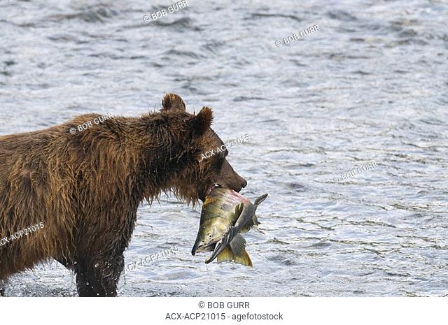Grizzly Bear Ursus arctos horribilis Adult with Chum Oncorhynchus keta Salmon male. During the Salmon Spawn in Costal areas grizzlies frequent stream and rivers...
