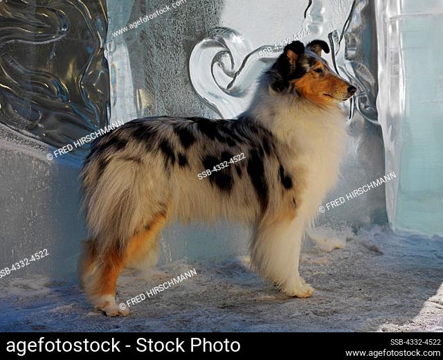 Rough Collie, AKC, 4-year-old 'Secret' photographed by ice in Town Square Park, Anchorage, and owned by Courtney Dowling of Eagle River, Alaska. PR