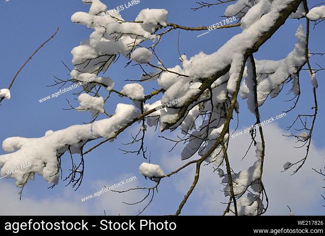 A branch covered in snow