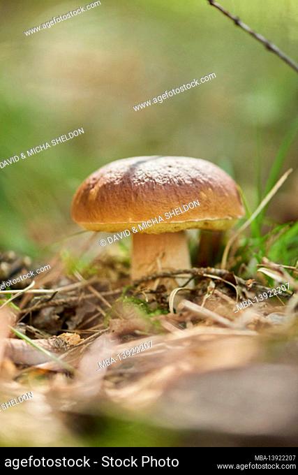 Common boletus, Boletus edulis, mushroom, forest, autumn, Bayern, Deutschland