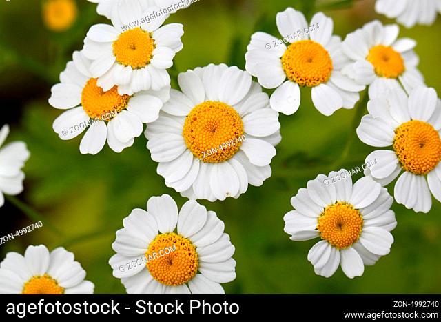 Flowers white daisies