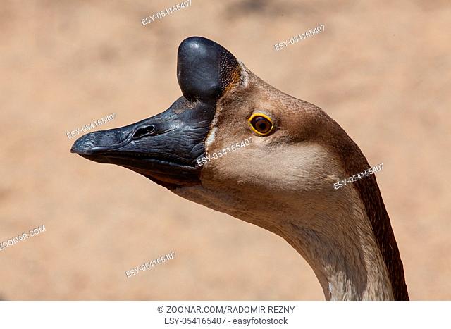 Portrait of typical brown Chinese Goose also known as Swan Goose in the farm
