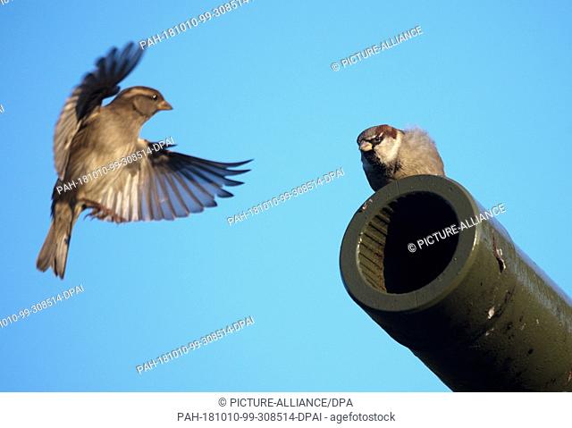 10 October 2018, Berlin: Two sparrows besiege the muzzle of the cannon of a T34 tank at the Soviet Memorial in the morning sunlight