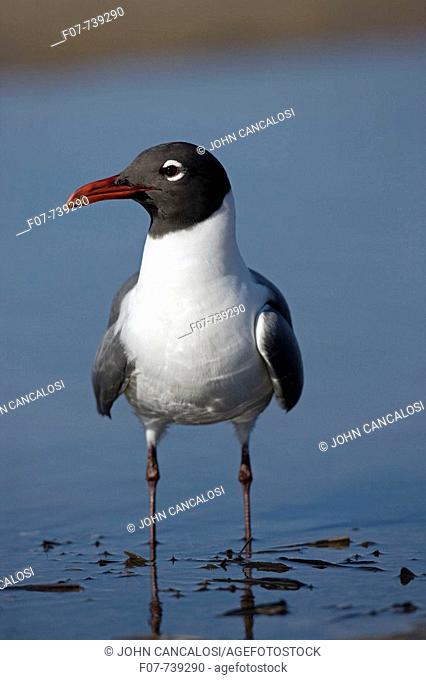 Laughing Gull (Larus atricilla)  - Adult in Breeding Plumage - On Gulf of Mexico coast - Mississippi - USA