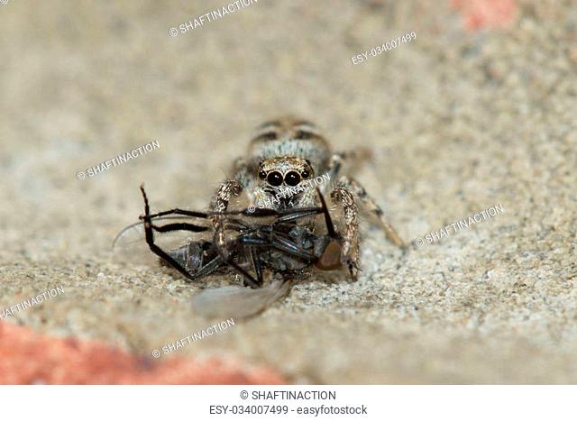 Zebra spider (Salticus scenicus) sucking the life out of its Housefly prey