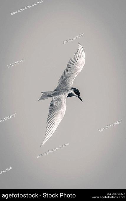 Mono whiskered tern flies holding wings vertically