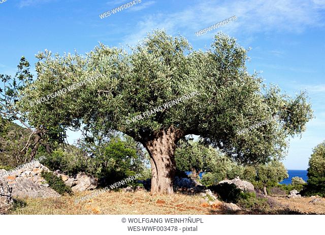 Greece, Limenas Geraka, olive tree