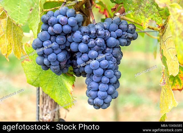 Blue Portuguese, old grape and red wine