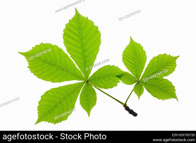 chestnut leaf isolated over white background