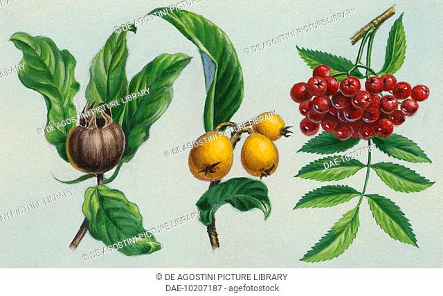 Medlar (Mespilus germanica), Japanese medlar or Japanese plum (Eriobotrya japonica), mountain ash (Sorbus), drawing