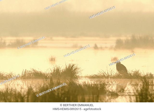 France, Loire Atlantique, Grey Heron (Ardea cinerea) in the Grande Briere
