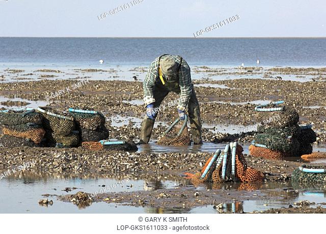 England, Norfolk, The Wash. Mussel fisherman collecting from managed mussel beds at low tide, in The Wash