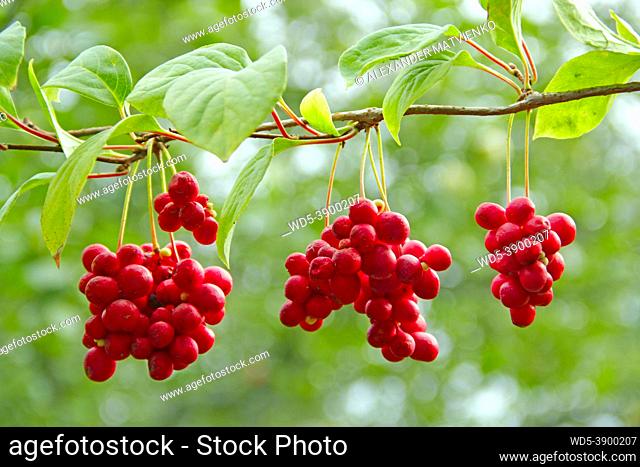 Branches of red schisandra. Clusters of ripe schizandra. Crop of useful plant. Red schizandra hang in row on green branch