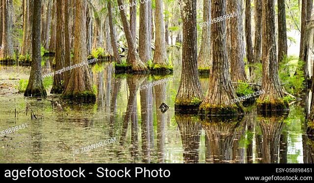 Trees grow right up out of the water in this marsh swamp area of the southern United States