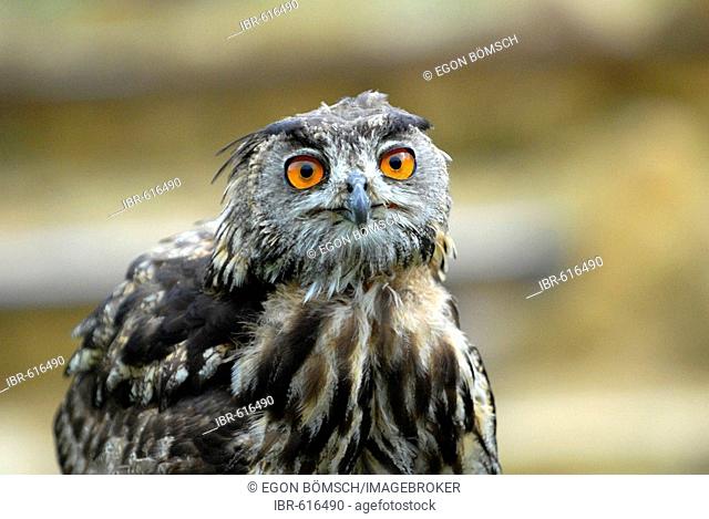 Young Eagle Owl (Bubo bubo), portrait, Neunkirchen falconry, Saarland, Germany, Europe