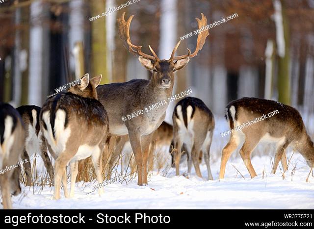 Fallow deers, Cervus dama, in snow, Bavaria, Germany, Europe