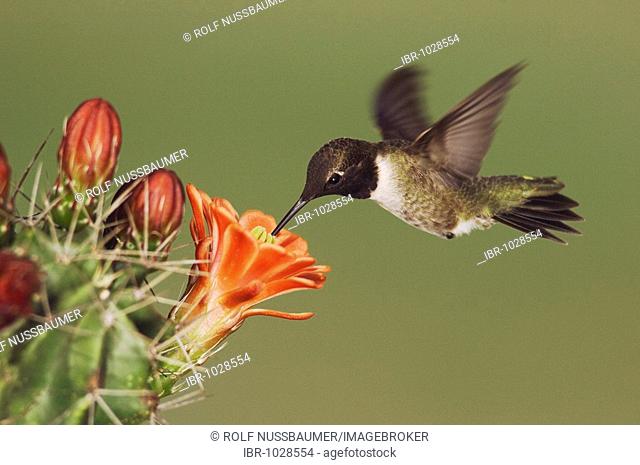 Black-chinned Hummingbird (Archilochus alexandri), male in flight feeding on Claret Cup Cactus (Echinocereus triglochidiatus), Uvalde County, Hill Country