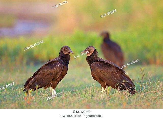 American black vulture (Coragyps atratus), troop sits on the ground, USA, Florida, Myakka RSP