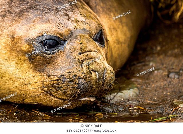 Close-up of elephant seal on muddy beach