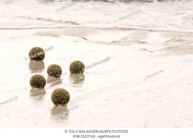 bolas de posidonia, playa de Es Dolç, dunas de Son Real, bahia de Alcudia, Santa Margarida, Majorca, Balearic Islands, Spain