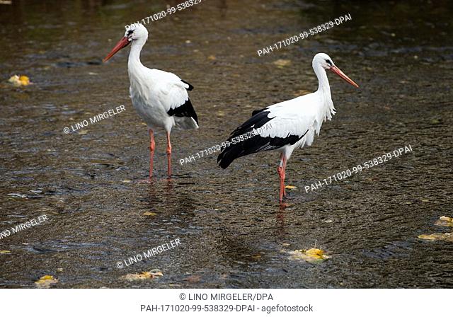 Two storks in a river in Turckheim, France, 20 October 2017. Photo: Lino Mirgeler/dpa. - Turckheim/Haut-Rhin/France