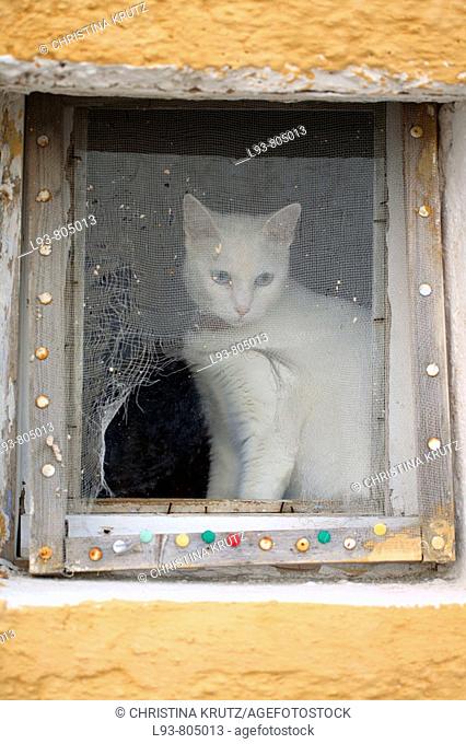 Cat, Greece