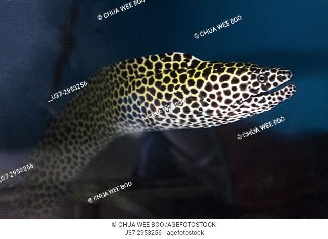Black spotted Moray (Gymnothorax favagineus) in Krabi Coastal Fisheries Research and Development Centre, Thailand