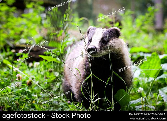 12 July 2023, Schleswig-Holstein, Eekholt: A badger stands in its enclosure at Eekholt Wildlife Park. Photo: Christian Charisius/dpa