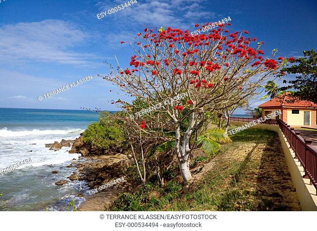Red flowers of Naked tree in the Punta Higuera lighthouse park near Rincon, Puerto Rico