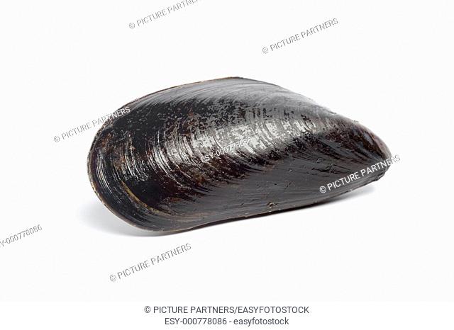 One whole mussel on white background