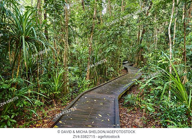 Landscape a little walking path going through a rainforest in spring, Jumrum Creek Conservation Park, Kuranda, Queensland, Australia