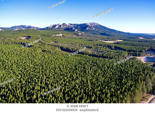 Aerial view of the Bighorn Mountains with a dense evergreen forest near Buffalo, Wyoming