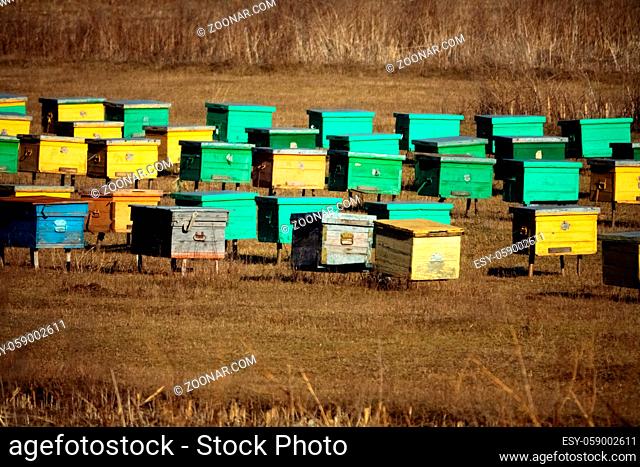 Mobile apiculture, migratory beekeeping and outdoor apiary. The hives are set up in the foothills and the bees collect miscellaneous herbs honey at spring