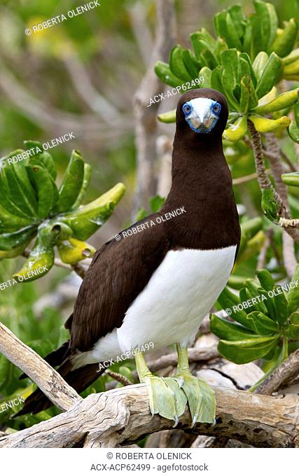 Brown booby (Sula leucogaster), male, in naupaka kauhakai (Scaevola sericea), Eastern Island, Midway Atoll National Wildlife Refuge, Northwest Hawaiian Islands