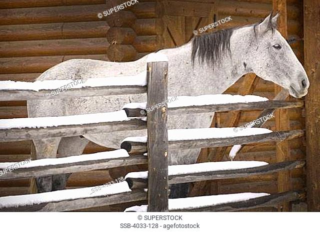 Horse in a corral, Bozeman, Gallatin County, Montana, USA