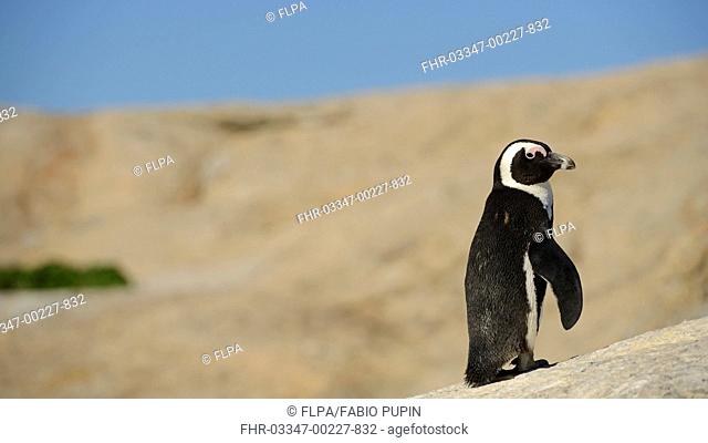 Jackass Penguin (Spheniscus demersus) adult, standing on coastal rock, South Africa, March