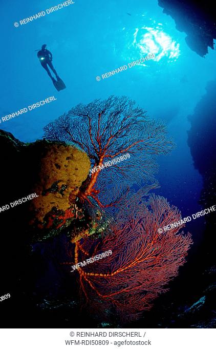 Drop off with Gorgonian coral, Caribbean Sea, Bahamas