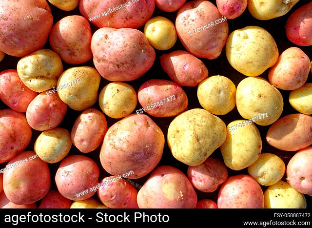 Placer of pure and large potatoes of white and red varieties. A farmer's natural vegetable. Top view