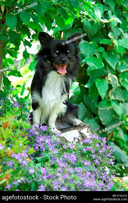 Chihuahua, male, longhair tricolour, sitting on a stump of a tree between flowers, FCI Standard No. 218, long-coated, sitting on a stump of a tree between...