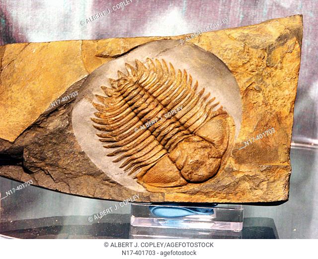 Placoparina (fam. Cheiruridae) Ordovician fossil. Shropshire, England, UK