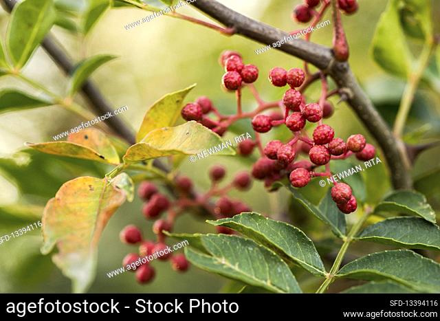 Szechuan pepper, ripe berries on the plant